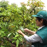 Vigilancia Fitosanitaria – Fundo las Palmeras – Palta Hass – Evaluación de enfermedades en el palto