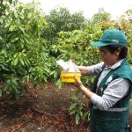Vigilancia Fitosanitaria  – Monitoreo del MTD – Servicio trampa McPhail – Fundo Las Palmeras – Palta Hass