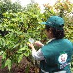 Vigilancia fitosanitaria – Palta Hass