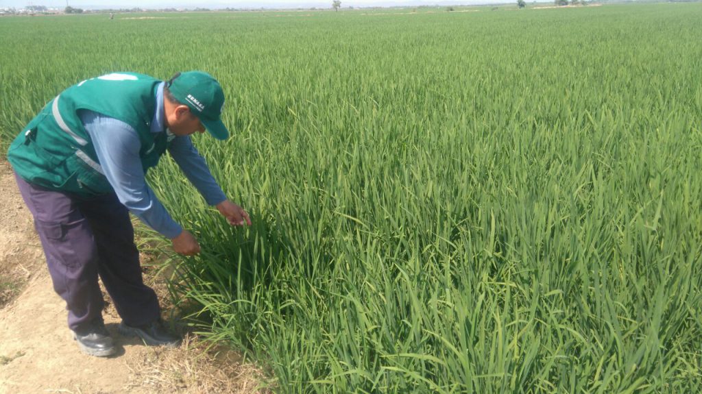 Senasa Tumbes supervisando cosecha de arroz