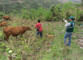 Senasa en las regiones