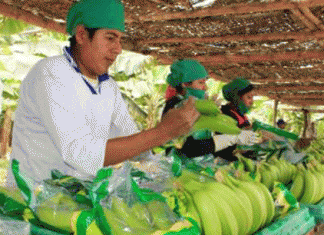 MINAGRI: Pequeños productores agropecuarios son prioridad en Reglamento de Certificación y Fiscalización de la Producción Orgánica