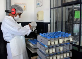 Moquegua: Senasa realiza campaña para descartar brucelosis bovina