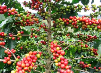 Modifican requisitos fitosanitarios de necesario cumplimiento en la importación de plantas de café de origen y procedencia de Nicaragua