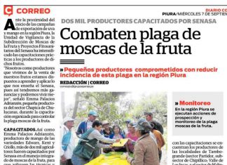 Senasa – Correo: Combaten plaga de moscas de la fruta en Piura