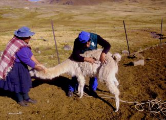 Huancavelica: Senasa atiende a camélidos sudamericanos en comunidades altoandinas