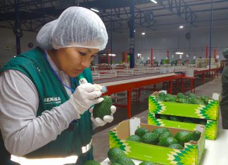 PortalFrutícola: Arándanos y paltas peruanas impulsan el comercio con China