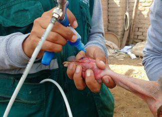 Ica: Más de 29 mil criadores de aves se beneficiaron con vacunación contra enfermedad de Newcastle