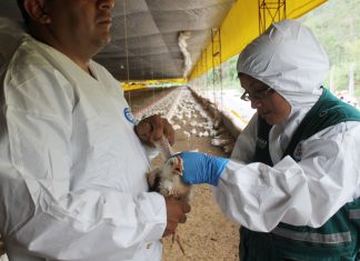 Senasa realiza muestreo en aves para prevenir presencia de influenza aviar en Junín