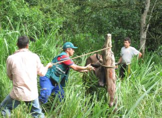 Senasa inicia última fase de vacunación contra fiebre aftosa en Piura