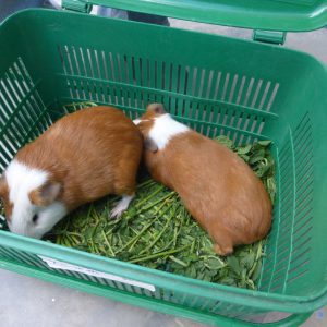 Senasa - Vigilancia epidemiológica de cuyes