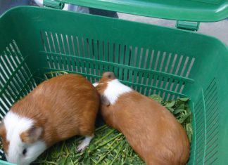 Senasa: Vigilancia epidemiológica de enfermedades de cuyes