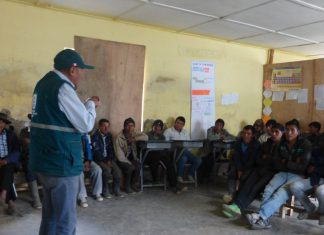 Senasa: control biológico para el control de plagas del cultivo de papa