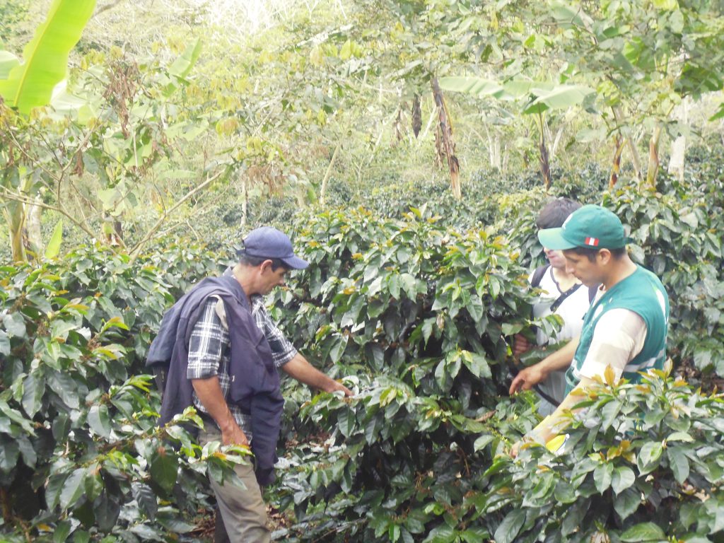Evaluación de plagas en el cultivo de café