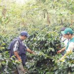 Evaluación de plagas en el cultivo de café