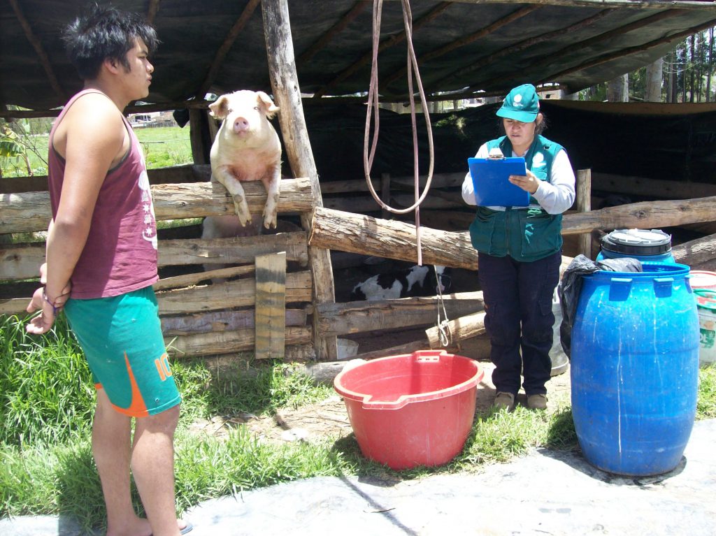 Senasa aplica encuesta sobre sanidad porcina en Cajamarca