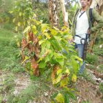 Evaluación de plagas en el cultivo de café
