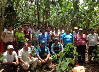 Amazonas: Senasa desarrolla Escuela de Campo de Agricultores en el valle de Utcubamba