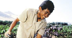 Ministerio de Agricultura - Agrojoven