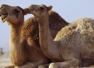 Establecen requisitos sanitarios para la importación de camellos/dromedarios procedentes de España