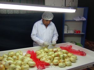 Inspección fitosanitaria del Senasa a cargamento de cebollas para la exportación a Chile