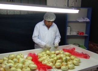Inspección fitosanitaria del Senasa a cargamento de cebollas para la exportación a Chile