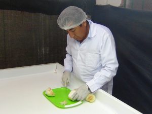 Inspección fitosanitaria del Senasa a cargamento de cebollas para la exportación a Chile