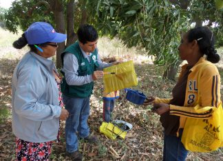 Piura: Productores de mango reciben capacitación sobre control de moscas de la fruta