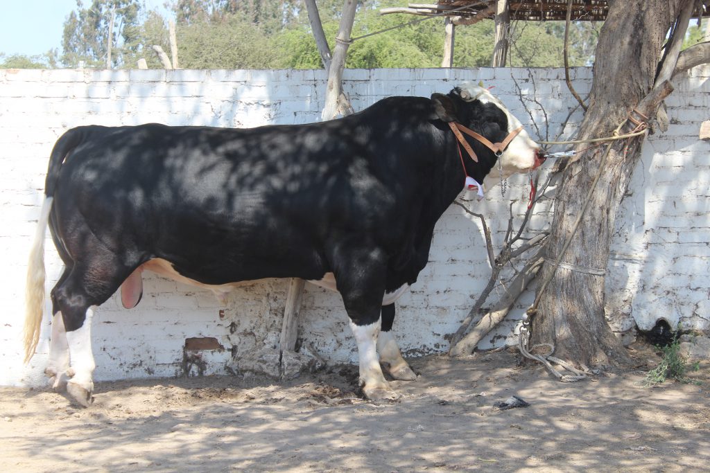 Senasa en XVII Feria Regional Ganadera