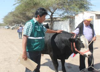 Lambayeque: Senasa verificó estado sanitario de ganado en Feria Regional