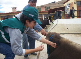 Cajamarca: Senasa vacunará a más de 77 mil bovinos contra rabia y fiebre aftosa
