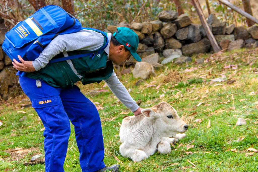 Senasa ejecuta vigilancia epidemiológica en Áncash