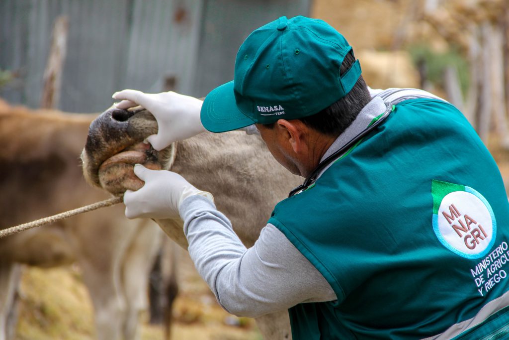 Senasa ejecuta vigilancia epidemiológica en Áncash