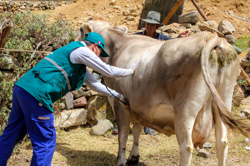 Senasa ejecuta vigilancia epidemiológica en Áncash