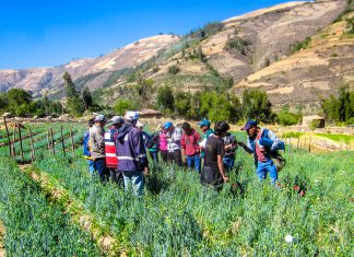 Áncash: Senasa promueve el manejo integrado de plagas en claveles