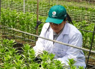 Senasa: Cuarentena post entrada de Lilium en Áncash