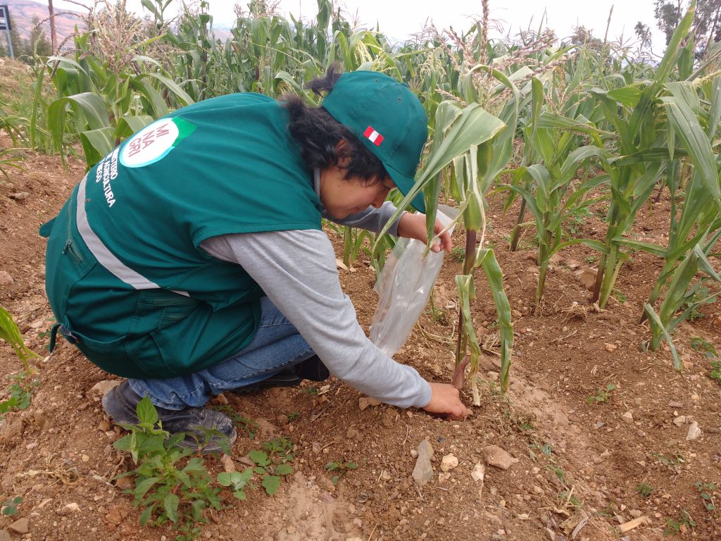 Vigilancia fitosanitaria del Senasa en el cultivo de maíz
