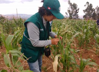 Ayacucho: Senasa intensifica vigilancia fitosanitaria en cultivo de maíz