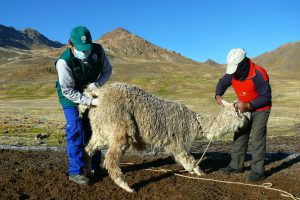 Senasa refuerza vigilancia zoosanitaria de alpacas en Huancavelica
