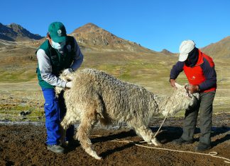 Huancavelica: Senasa refuerza vigilancia zoosanitaria de alpacas