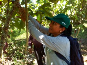 Vigilancia fitosanitaria del Senasa en cultivo de cacao