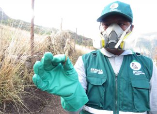 Senasa mantiene bajo control plaga de langostas en Cusco