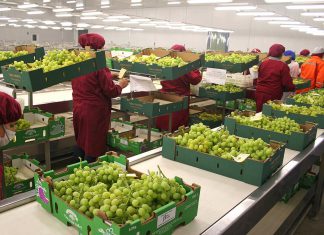 Volumen de envíos no tradicionales a APEC creció 25.7% entre 2011 y 2015