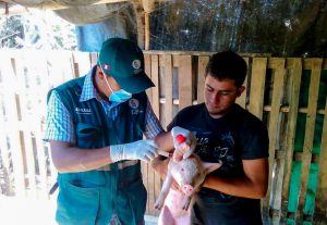 Senasa ejecuta fase final de campaña contra la peste porcina clásica