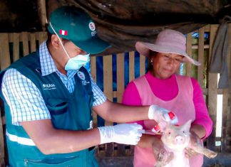 Senasa ejecuta fase final de campaña contra la peste porcina clásica
