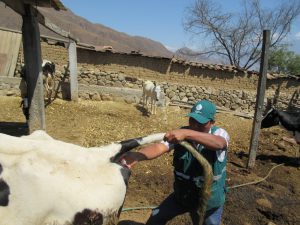 Senasa realiza muestreo serológico de ganado bovino