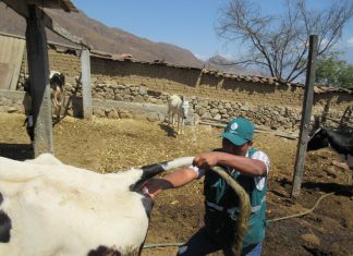 La Libertad: Senasa ejecuta muestreo para el descarte de Distomatosis en bovinos