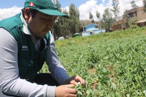 SENASA realiza inspección fitosanitaria en cultivos de arveja