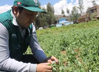 Junín: Senasa realiza inspección fitosanitaria en cultivos de arveja y maíz
