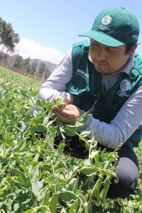 SENASA realiza inspección fitosanitaria en cultivos de arveja